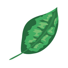ecology leaf plant nature icon