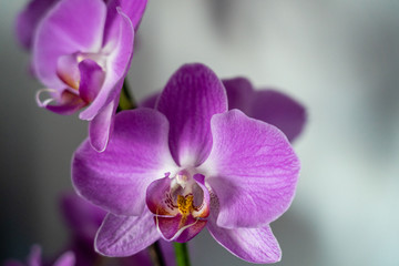 Purple orchid  flower