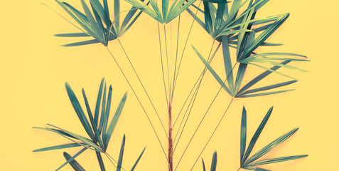 Variations Tropical Palm Leaves Flat Lay Top View