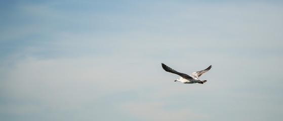 Seagull is flying over sea.