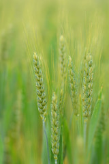 rye agriculture field green in summer cereal plants