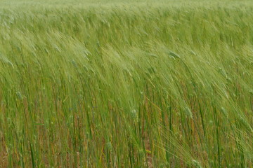 Champ de jeune blé ondulant