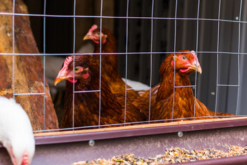 several hens in a chicken coop close-up © Mariia Nazarova