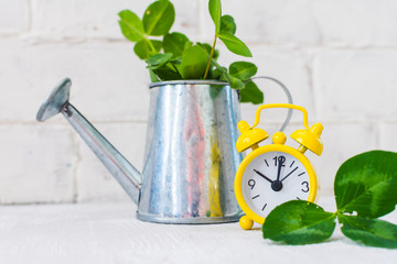 watering can, clover and yellow alarm clock on light background