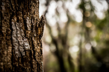 Cicada on tree in the forest
