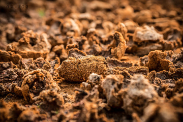Brown cracked soil