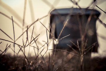 The brown grass in the evening