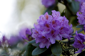 Close up view of the delicate violet rhododendron flower