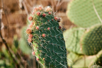 Background of cactus texture.