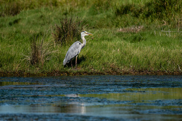 Great Blue Heron or Ardea herodias, looking right