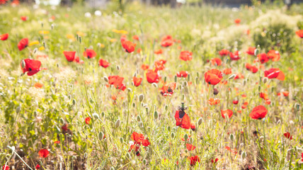 Fototapeta premium Red poppies during spring. Poppy field