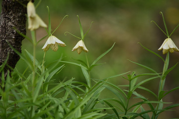  Bell-shaped flower with mesh pattern inside blooms beside a tree.