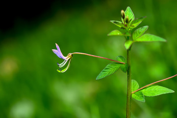 Purple flowers