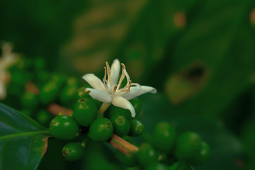 Coffee flowers that have been blooming