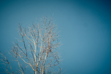 Dry trees, clear sky