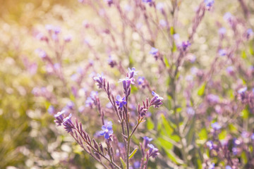 Small blue flowers during spring.
