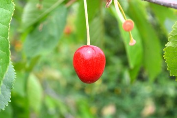 Cherry harvest time - red cherries and green leaves