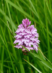 orchidea © m.bonotto