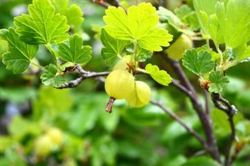 leaves and unripe green gooseberries on a branch