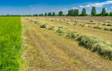 Fototapeta na wymiar Spring landscape with rows of mown young wheat using as forage in central Ukraine