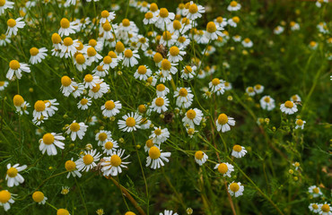 White field of pharmaceutical chamomile.Medicinal plant chamomile.