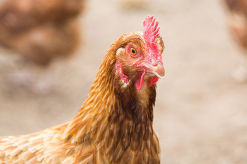 Red chicken looks into the frame. Closeup portrait of a hen.
