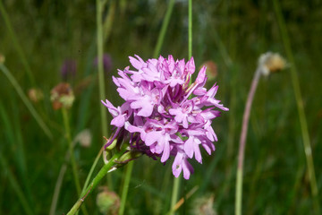 orchidea © m.bonotto