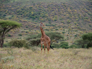 Giraffe in Tsavo West National Park Conservation Area, Kenya