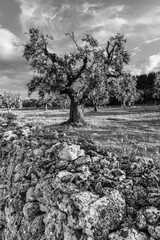 Ancient olive trees tell the story of our land. Puglia, Italy.