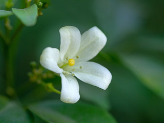 Obraz na płótnie Canvas White flower of Orange Jessamine, Satin wood, Murraya exotica tree
