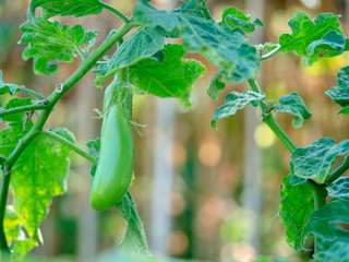 Thai Long Green (Thai Green) Eggplant, light green fruits, Solanum melongena