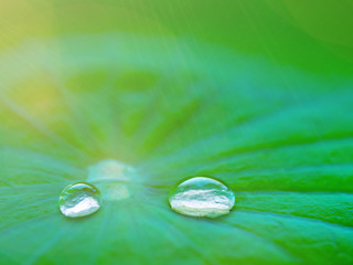 Drop water on the Lotus leaf with sunlight, fresh, Bright natural background