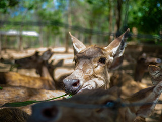 Deer eating grass in the cage, Close up view of a cute fawn or little deer