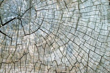 Old cracked tree stump texture background. Weathered wood texture with the cross section of a cut log with concentric annual growth rings. Nature background
