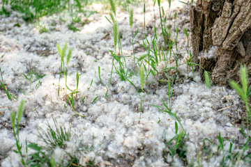Poplar fluff on the branch among green grass. White fluff from poplar trees, allergies symptoms
