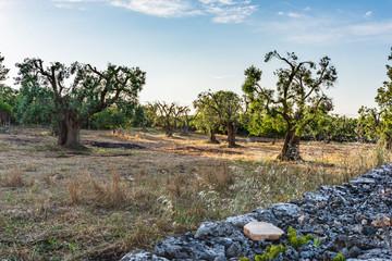 Ancient olive trees tell the story of our land. Puglia, Italy.