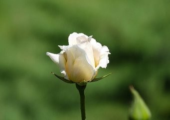 Beautiful white rose in the nature in green background 