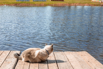 Obraz premium home cat with blue eyes on the pier, surrounded by water