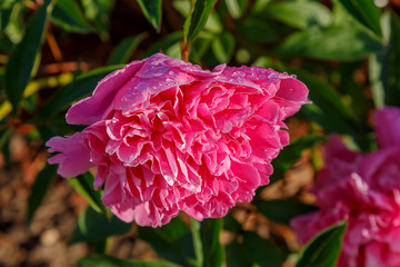 Beautiful pink peony flower