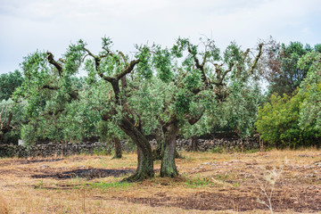 Ancient olive trees tell the story of our land. Puglia, Italy.