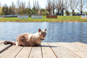 home cat with blue eyes on the pier, surrounded by water