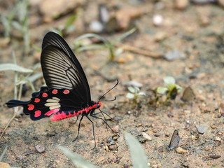  Butterflies in nature, Beautiful butterfly of nature, Biodiversity of butterfly