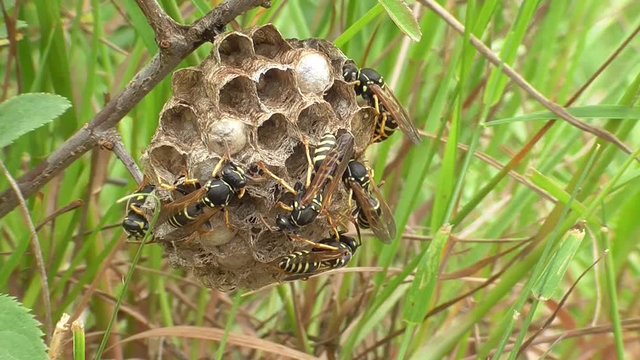 Heide-Feldwespen am Nest