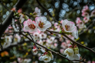 pink blossom flower
