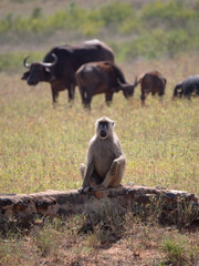 Baboons in Tsavo West National Park, Kenya