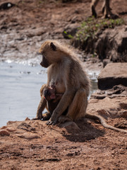 Baboons in Tsavo West National Park, Kenya