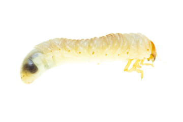 Lelome beetle on a white background
