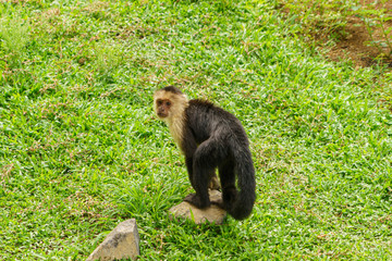 capuchin monkey (Cebus capucinus)