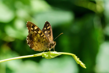 Obraz na płótnie Canvas Speckled Wood Butterfly (Pararge aegeria)