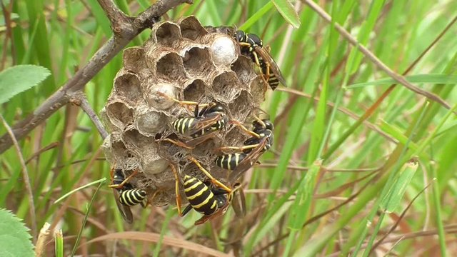 Heide-Feldwespen am Nest
